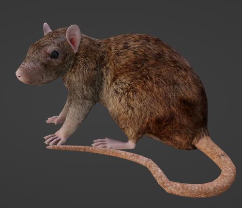 Rigged Rat preview image